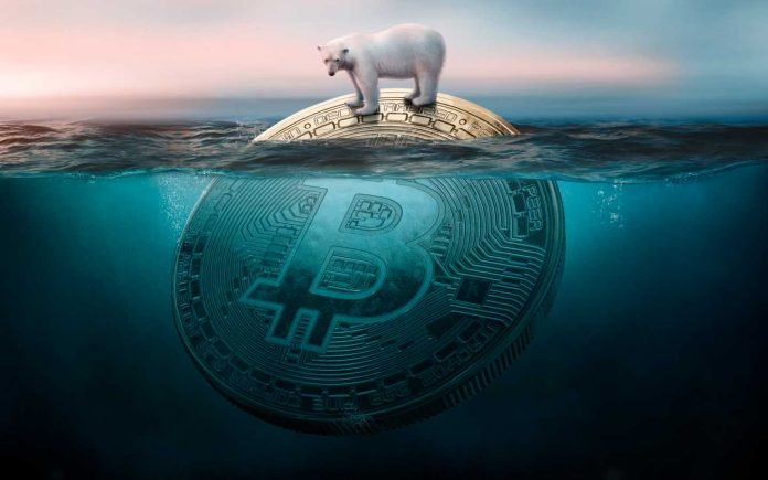 oso polar y moneda de bitcoin